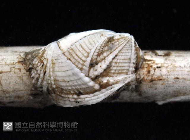 信天翁紐曼花籠藏品圖，第3張