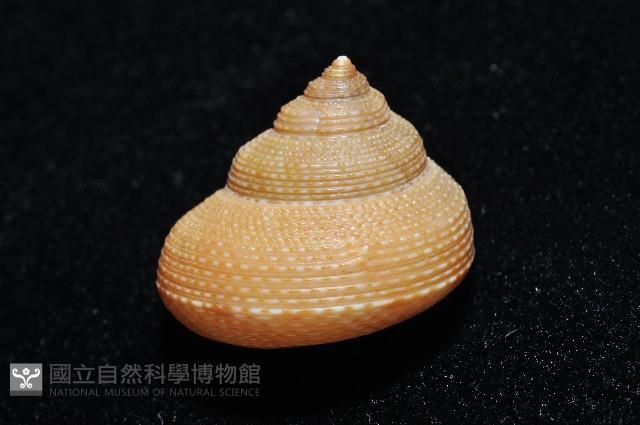 黃海鐘螺藏品圖，第3張