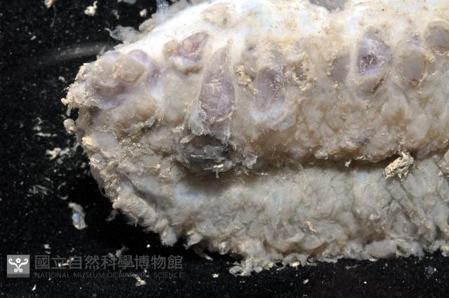 未知種深海海參藏品圖，第3張