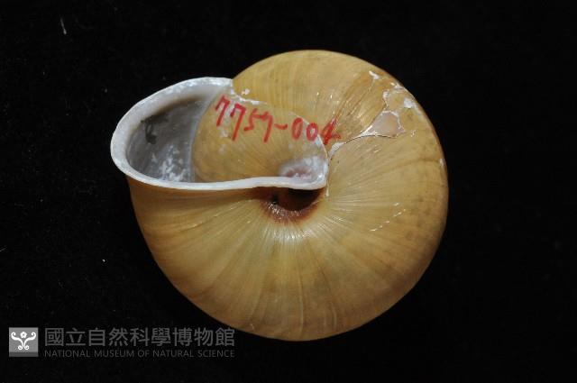 金崙栗蝸藏品圖，第3張