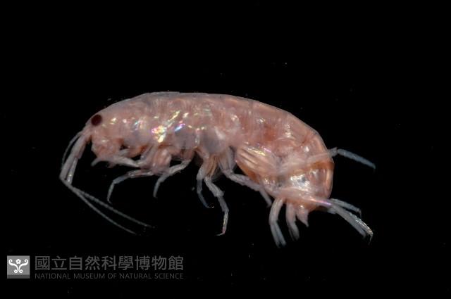 新種蘭嶼端足類藏品圖，第3張