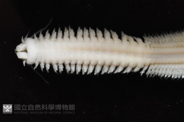 未知種圍沙蠶藏品圖，第3張
