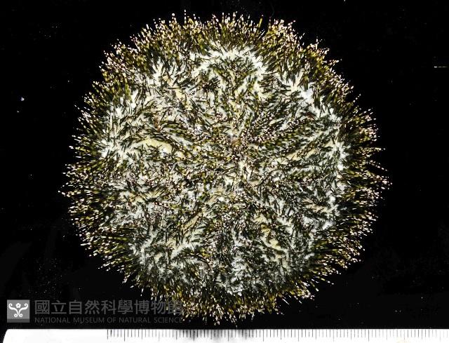 雜色角孔海膽藏品圖，第3張