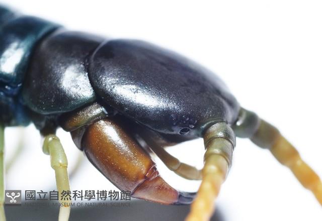 未知種巨蜈蚣藏品圖，第3張