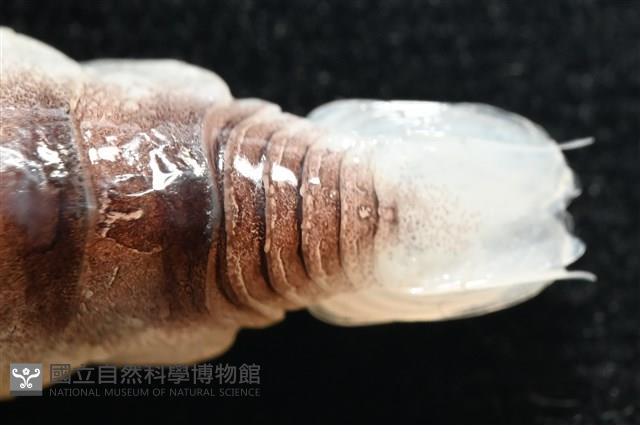 未知種狹長水虱藏品圖，第3張