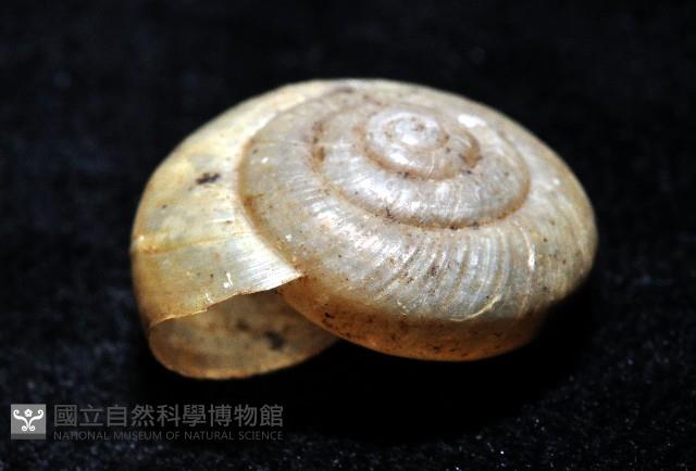 阿禮高腰蝸牛藏品圖，第3張