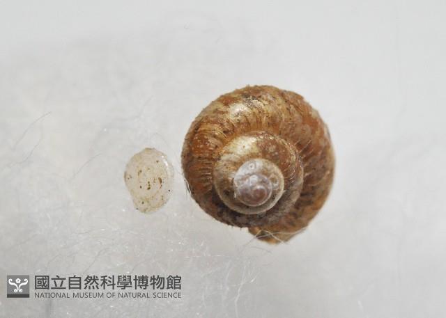 多田東洋蝸藏品圖，第3張