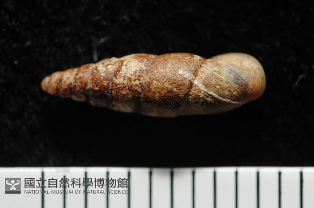 文德煙管蝸牛藏品圖，第3張