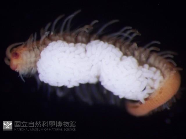 未知種眼蠶藏品圖，第3張