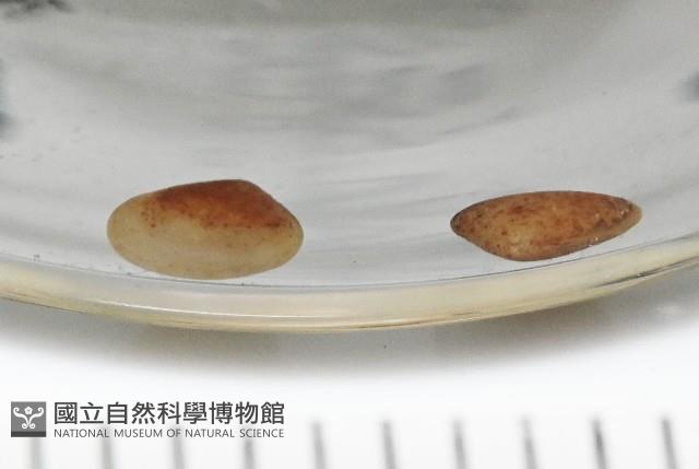 臺灣花瓣蛤藏品圖，第3張