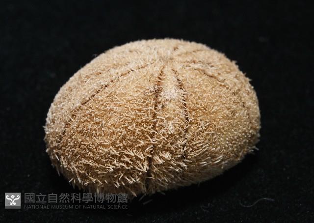 卵圓斜海膽藏品圖，第3張