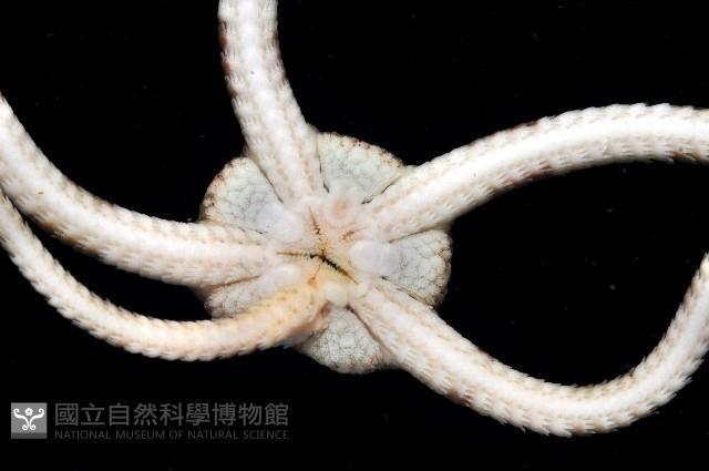 綠蛛蛇尾藏品圖，第3張