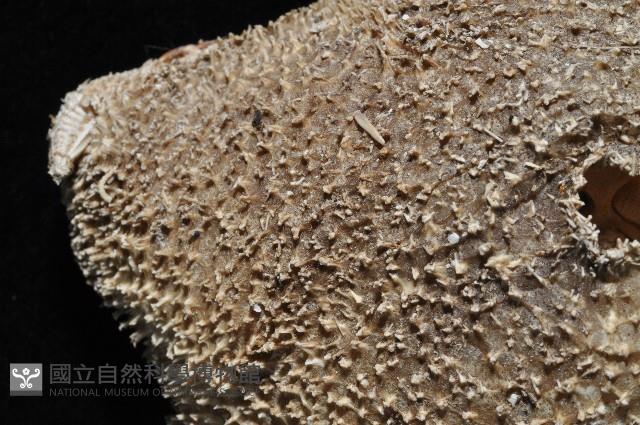 未知種翅海星藏品圖，第3張