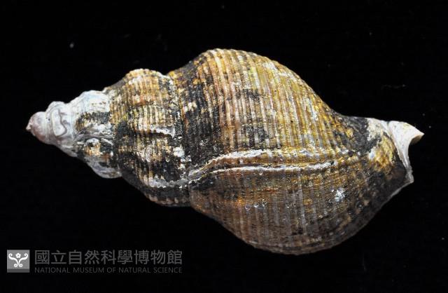 褐皮峨螺藏品圖，第3張
