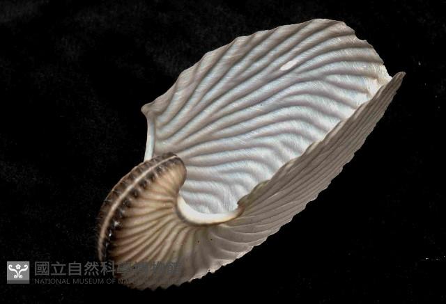 扁船蛸藏品圖，第3張