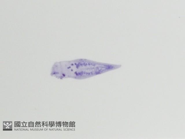 新種棘槽絛蟲藏品圖，第3張