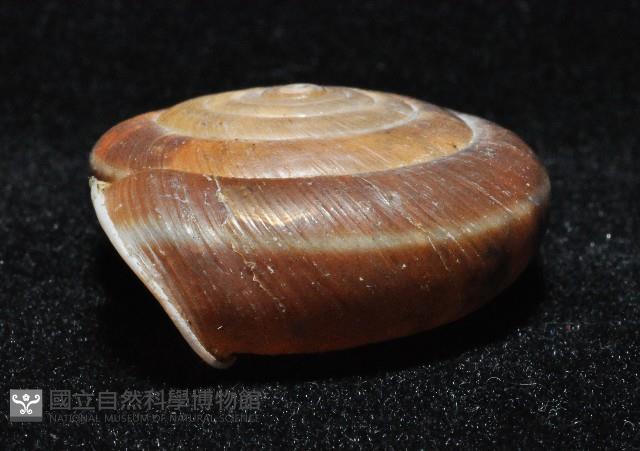 彩虹大臍蝸牛藏品圖，第3張