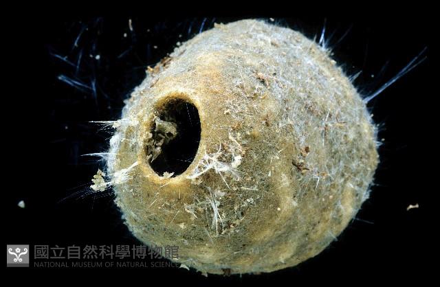 圓錐圍線海綿藏品圖，第3張