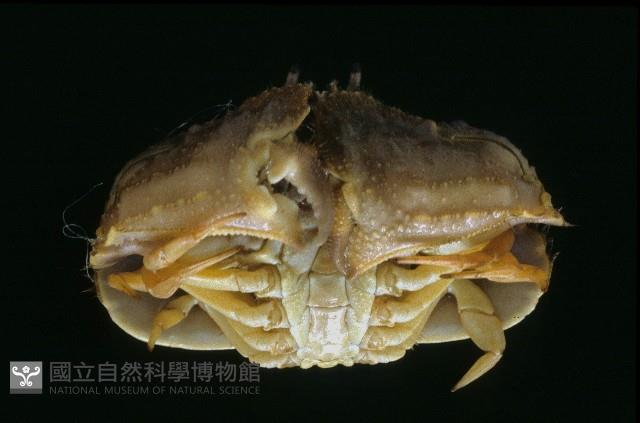 肝葉饅頭蟹藏品圖，第3張