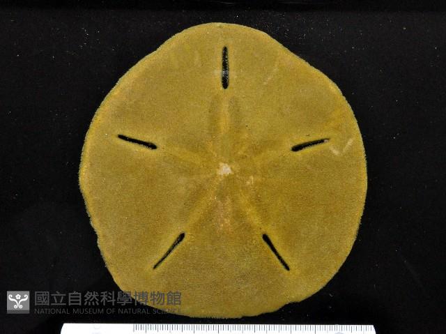 曼氏星盾(孔楯)海膽藏品圖，第3張