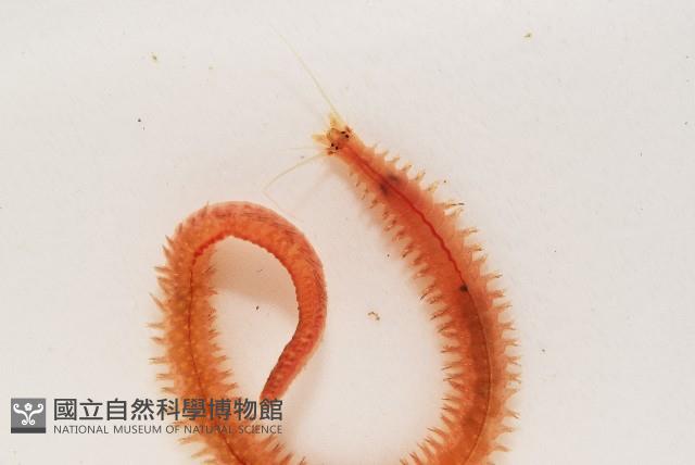 未知種沙蠶藏品圖，第3張