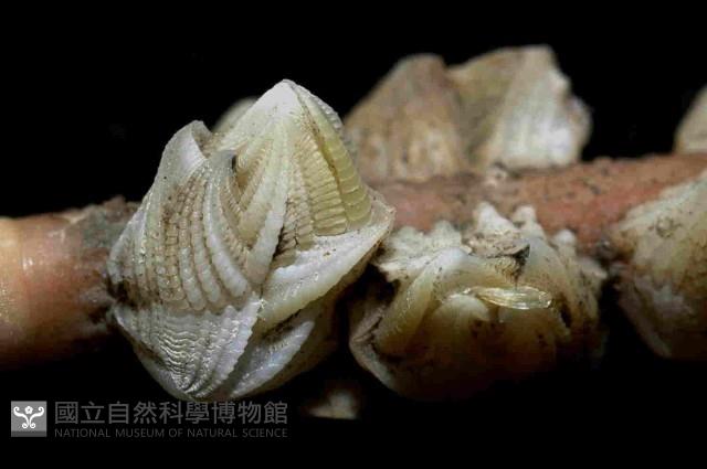 貝雕吻花籠藏品圖，第3張