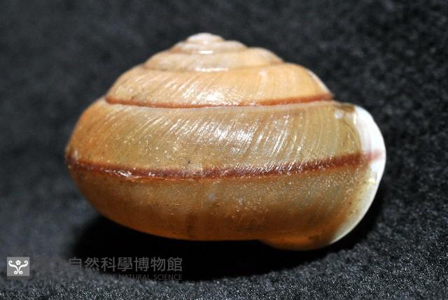 鱗高腰蝸牛(鱗菱蝸牛)藏品圖，第3張