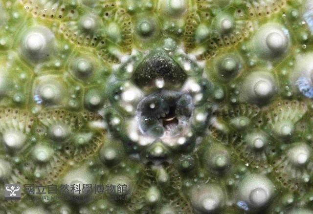 紫海膽藏品圖，第3張