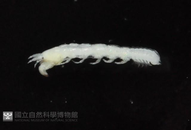 光齒非擬原足蟲藏品圖，第3張
