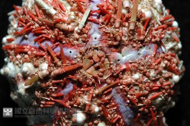 浪腔海膽(波紋腔海膽)藏品圖，第3張