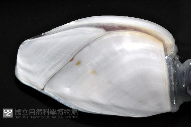 茗荷藏品圖，第3張