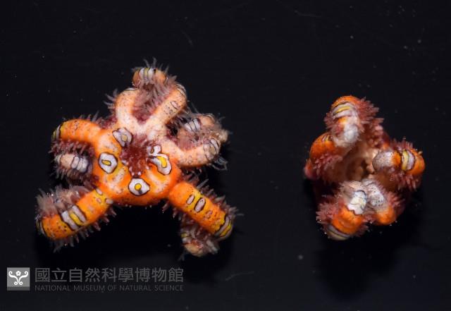 錦疣蛇尾藏品圖，第3張