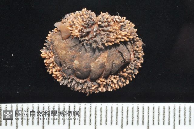 大駝石鱉(日本花棘石鱉)藏品圖，第3張