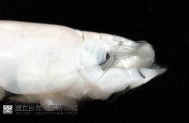 臺灣鼴鼠蟹藏品圖，第3張