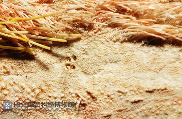 秀麗布萊海膽藏品圖，第3張