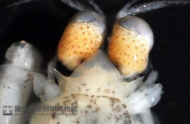 濱海幼嫩蝦蛄藏品圖，第3張