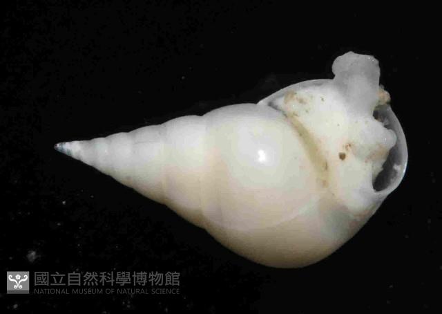 水滴寄居螺藏品圖，第3張