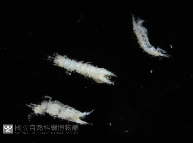 毛觸鬚偽近鞭尾蟲藏品圖，第3張