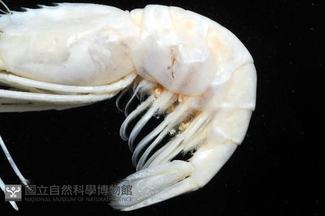 臺灣長額蝦藏品圖，第3張