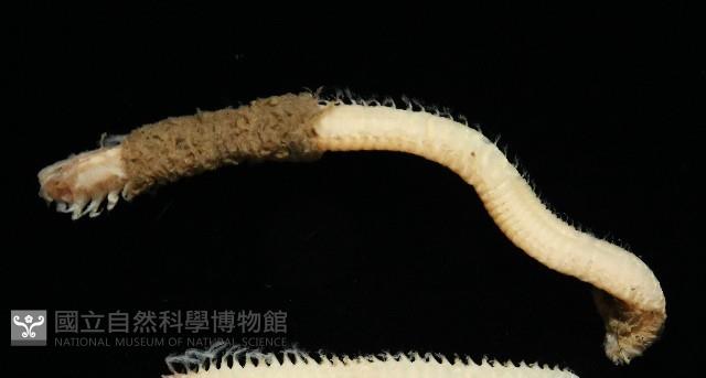 未知種歐努菲蟲藏品圖，第3張