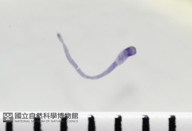 新種鯊魚絛蟲-02藏品圖，第3張