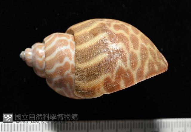 窄縫鳳螺藏品圖，第3張
