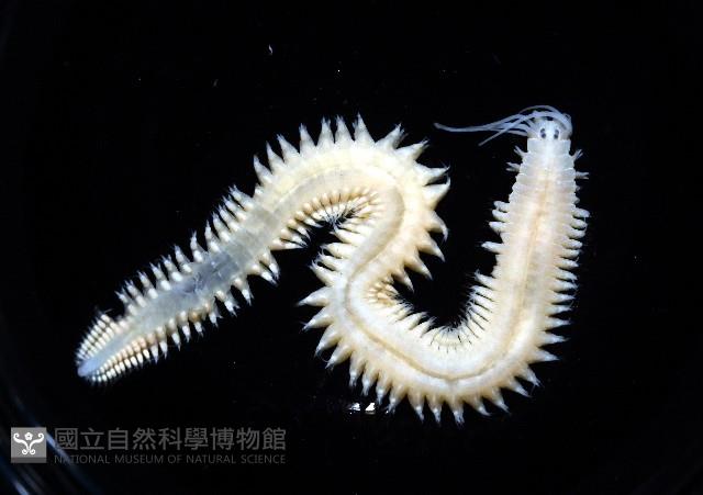 石門闊沙蠶藏品圖，第3張