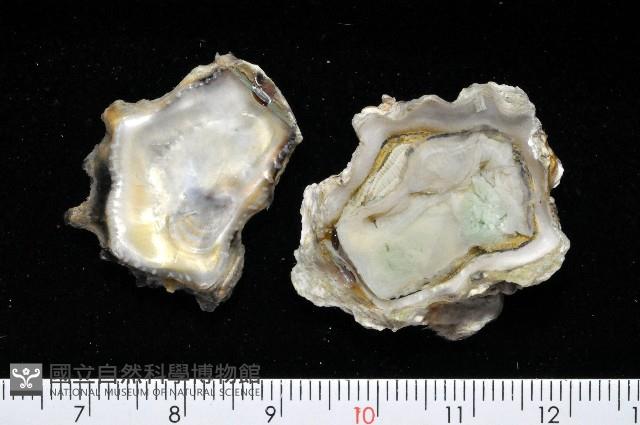 大牡蠣(葡萄牙牡蠣)藏品圖，第3張