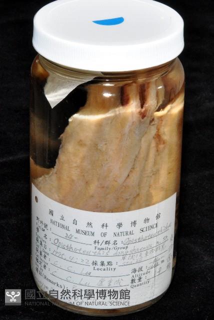 東沙面蛸(新種)藏品圖，第3張