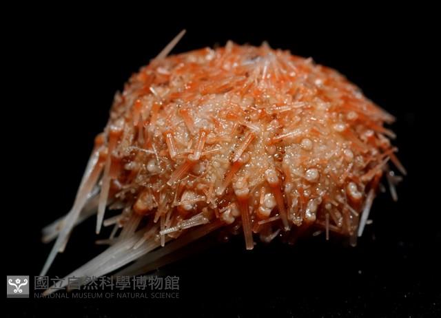 福氏鋸海膽藏品圖，第3張