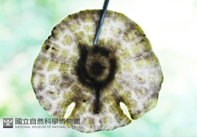 裂邊毛餅海膽藏品圖，第3張