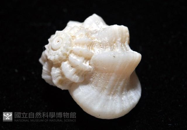 盔甲花冠螺藏品圖，第3張