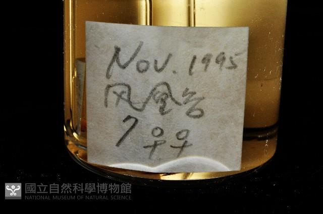 鳳凰母布氏蝦藏品圖，第3張