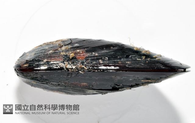 臺灣深海殼菜蛤藏品圖，第3張